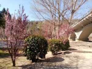 Pont Diputació Borgonyà i arbres florits